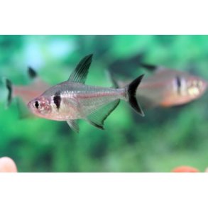 Tetra.