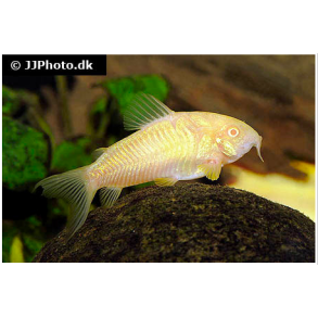 Corydoras Aeneus albino 39,- 5/175,-