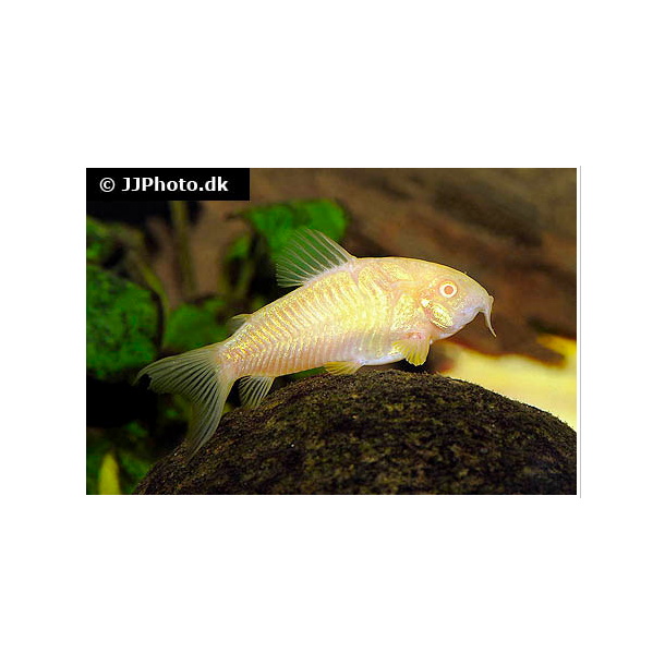 Corydoras Aeneus albino 39,- 5/175,-