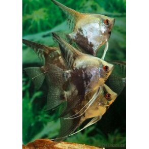 Pterophullum Scalarer 