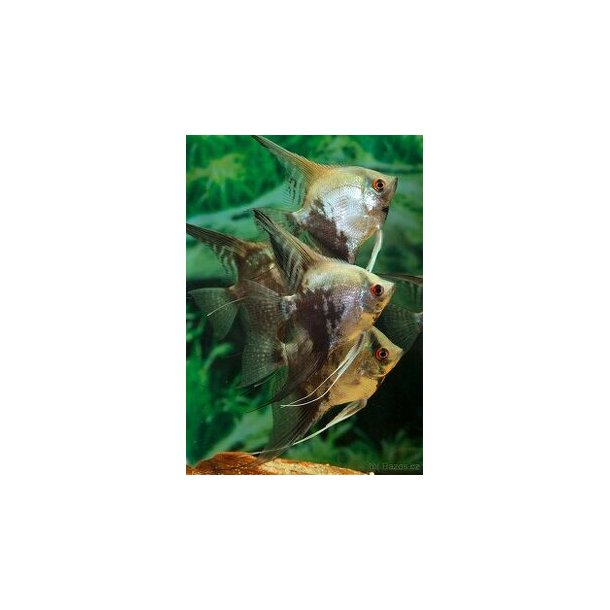 Pterophullum Scalarer "California Green" Longfin (4-5 cm) 80,- 3 for 225,-