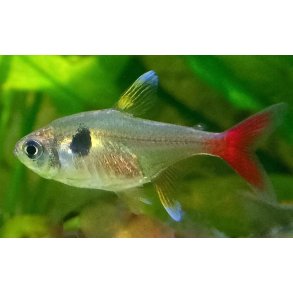 HYPHESSOBRYCON ROSEUS M / gul fantom Tetra 20.- 10/178.-