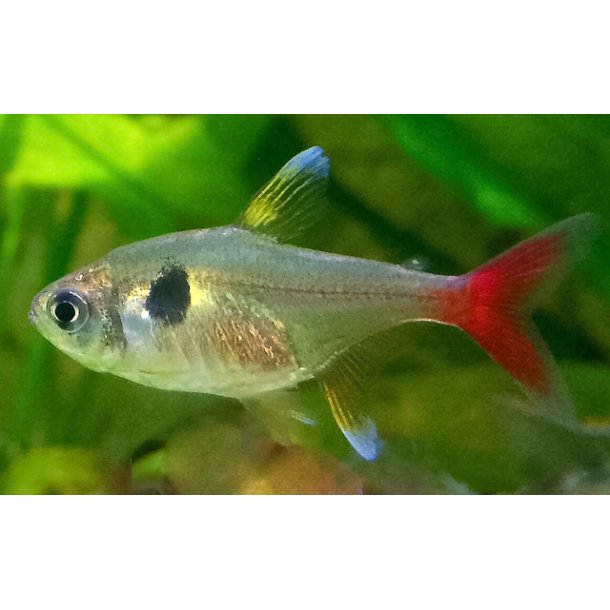 HYPHESSOBRYCON ROSEUS M / gul fantom Tetra 20.- 10/178.-