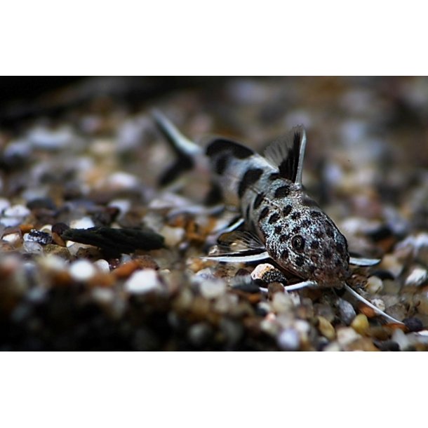 Synodontis Lucipinnis S/m 75,- 3 stk 200,-