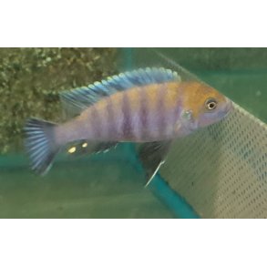 Cynotilapia afra cobu 100,- 5 stk 300,-