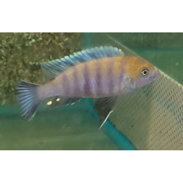 Cynotilapia afra cobu 100,- 5 stk 300,-