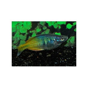 MELANOTAENIA BOESEMANI / regnbuefisk stk 60.- 5/250.-