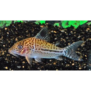 CORYDORAS LEOPARDUS 4-5 cm stk 80.- 5/300.-