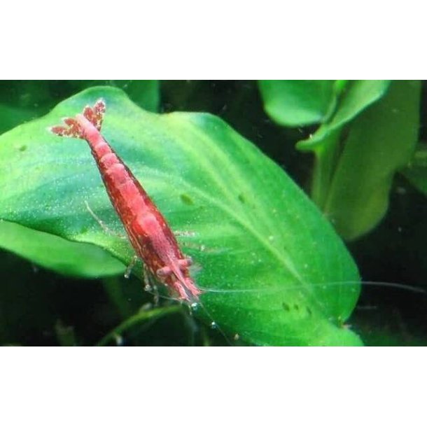 Neocaridina david kirsebr stk 20.- 6/110.-10/175.-