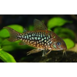 CORYDORAS (BROCHIS) PANTANALENSIS 5/1600.-