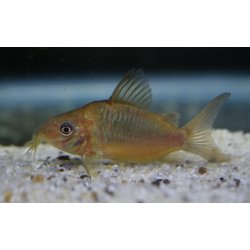 CORYDORAS (BROCHIS) PANTANALENSIS 5/1600.-