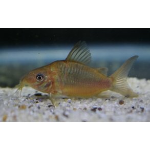 CORYDORAS (BROCHIS) PANTANALENSIS 5/1600.-