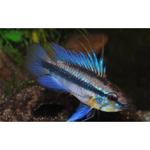 Apistogramma trifasciata par 289