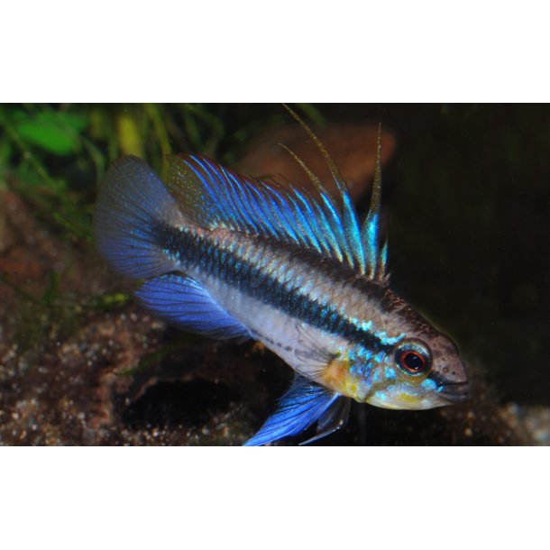 Apistogramma trifasciata par 289