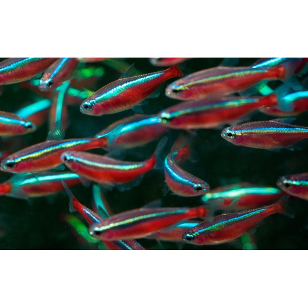 Paracheirodon axelrodi L / Cardinaltetra rd neon 2,5 cm M/L  20,- 10/158,- 