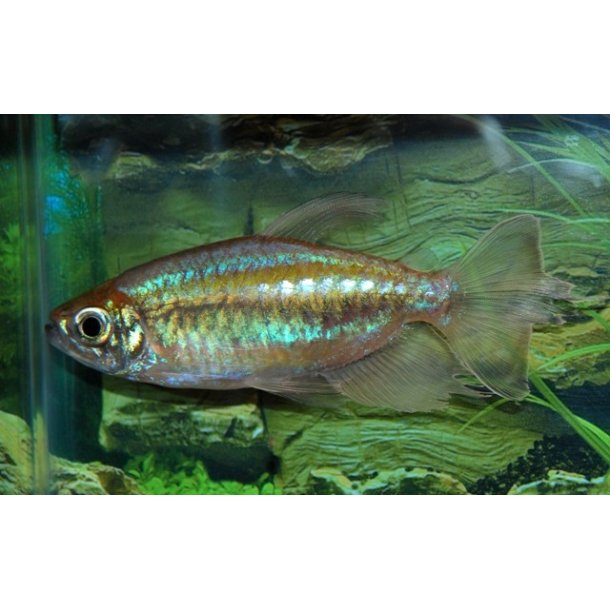 PHENACOGRAMMUS INTERRUPTUS / Congo tetra stk 60.- 5/248.-