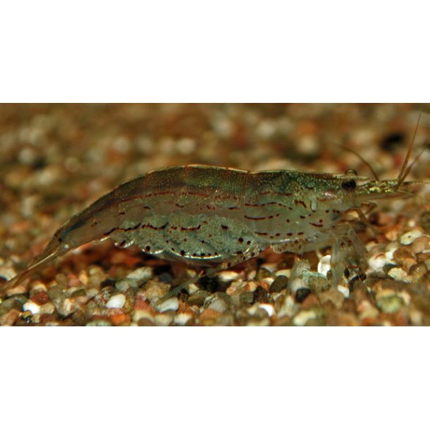 Amanoreje / CARIDINA MULTIDENTATA 40.-4/150.-