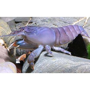 ATYA GABONENSIS M / Afrikansk viftereje  148.-