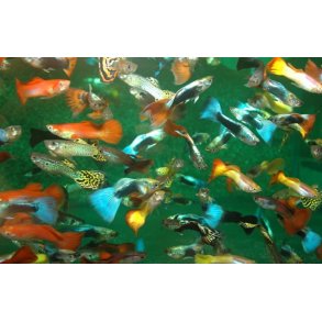 Guppy 30,- 4/110,- 8/200,-