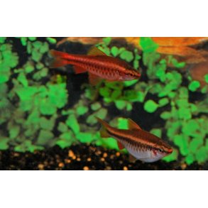 Puntius titteya / Titteya barbe 20,- 10/148,-