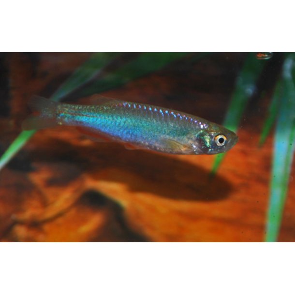 Danio Albolineatus - bl danio 