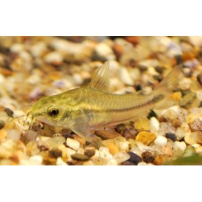 Corydoras pygmaeus / Pygm pansermalle Stk 40.- 10/300.-