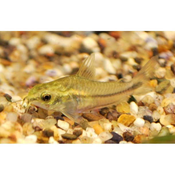 Corydoras pygmaeus / Pygm pansermalle Stk 36- 10/275.-