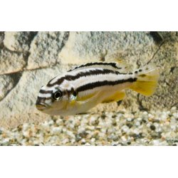 Melanochromis Auratus 100,- 5 stk 300,.