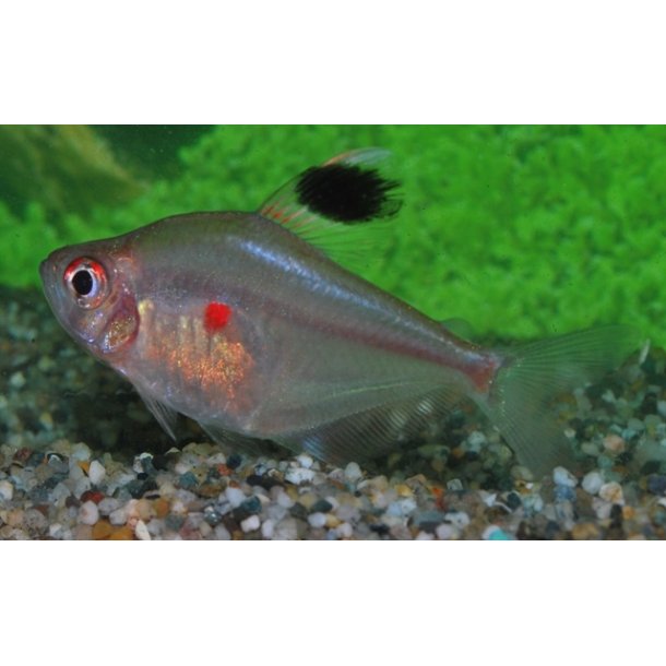 HYPHESSOBRYCON ERYTHROSTIGMA / bldende hjerte  stk 40.- 10/300.-