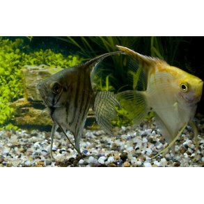 Pterophyllum scalare  4-5 cm stk 60.- 3/160.-