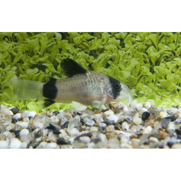 Corydoras Panda 55,- 5/250,-