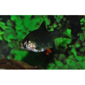 Puntigrus tetrazona green 30,-10/248.-