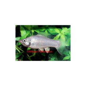 MOLLY DALMATINER / Poecilia latipinna stk.35,- 4/130,-