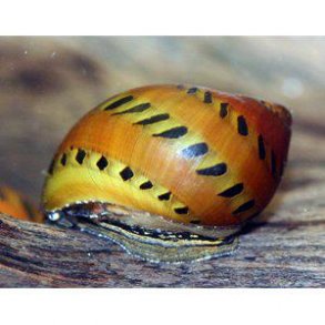 NERITINA SP. TIGERSNEGL  STK 25,- 5/110,-