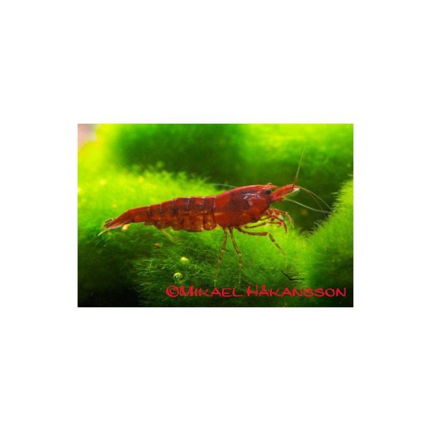 Neocaridina david rd Sakura stk 35.- 3/100.-10/300.-