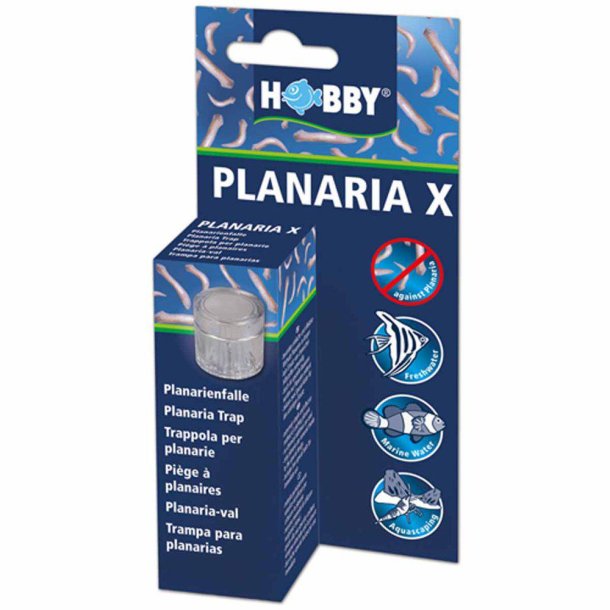 Hobby Planaria flde