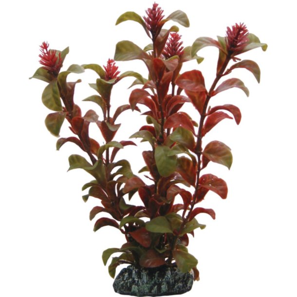 Rotala  16 cm (P41514 )