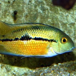 JBL PRONOVO CICHLID GRANO M 250 ML. CLICK 31233