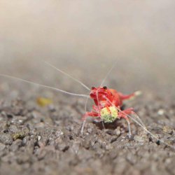 JBL PRONOVO SHRIMPS GRANO M 250 ML. CLICK 31563