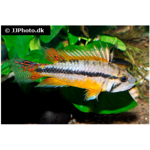 Apistogramma cacatuoides 