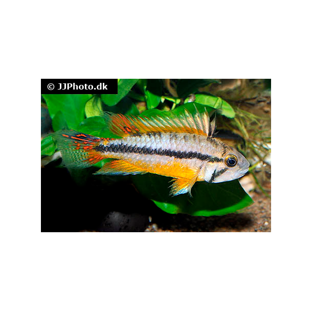 Apistogramma cacatuoides "doublered "par 198.-