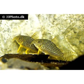 Hoplisoma sterbai stk 65- 5/300.-