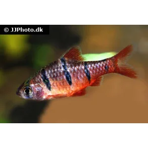 DESMOPUNTIUS PENTAZONA / Fembndsbarbe stk 25.- 10/200.-