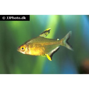Hyphessobrycon pulchripinnis / Citron tetra 20,- 10/150