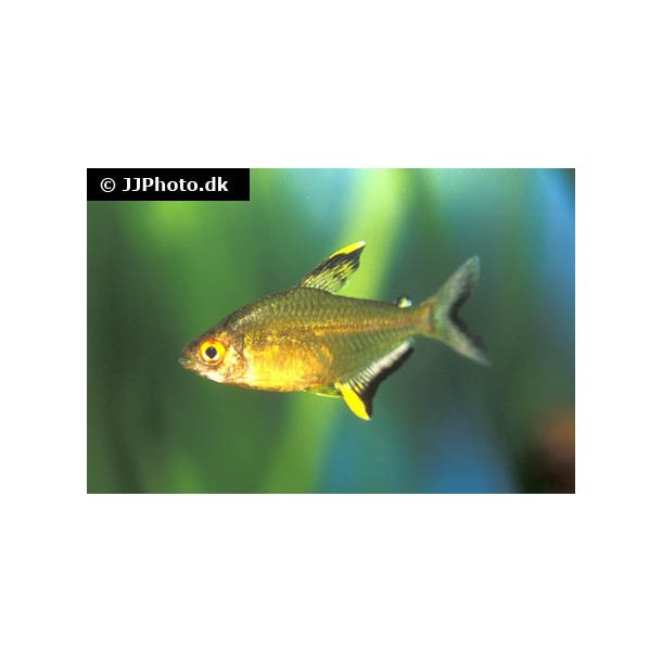 Hyphessobrycon pulchripinnis / Citron tetra 20,- 10/150