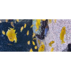 Pseudotropheus tropheus Chilumba 100,- 5 stk 300,-