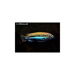 Melanochromis Auratus 100,- 5 stk 300,.