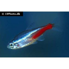 Paracheirodon innesi / alm. neon 20.- 10/150.-