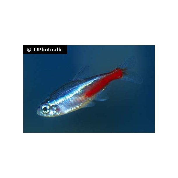 Paracheirodon innesi / alm. neon 20.- 10/150.-