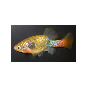 XENOTOCA DOADRIOI M  stk 98.- 10/800.-